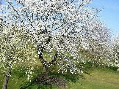 Kaiser דירה Reifferscheid (Rhineland-Palatinate)